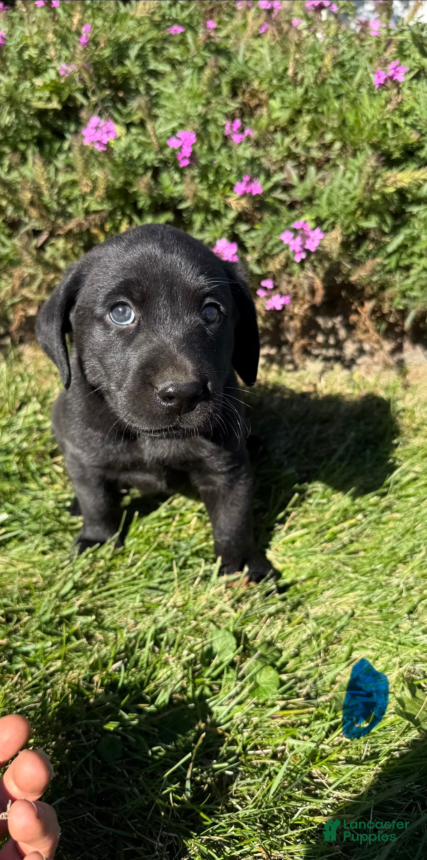 Labrador Retriever dogs for sale: Labrador Retriever 2 - Ad 1