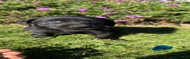 Labrador Retriever 2