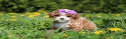 Cavapoo dogs for sale: Bella Rae - Ad 7