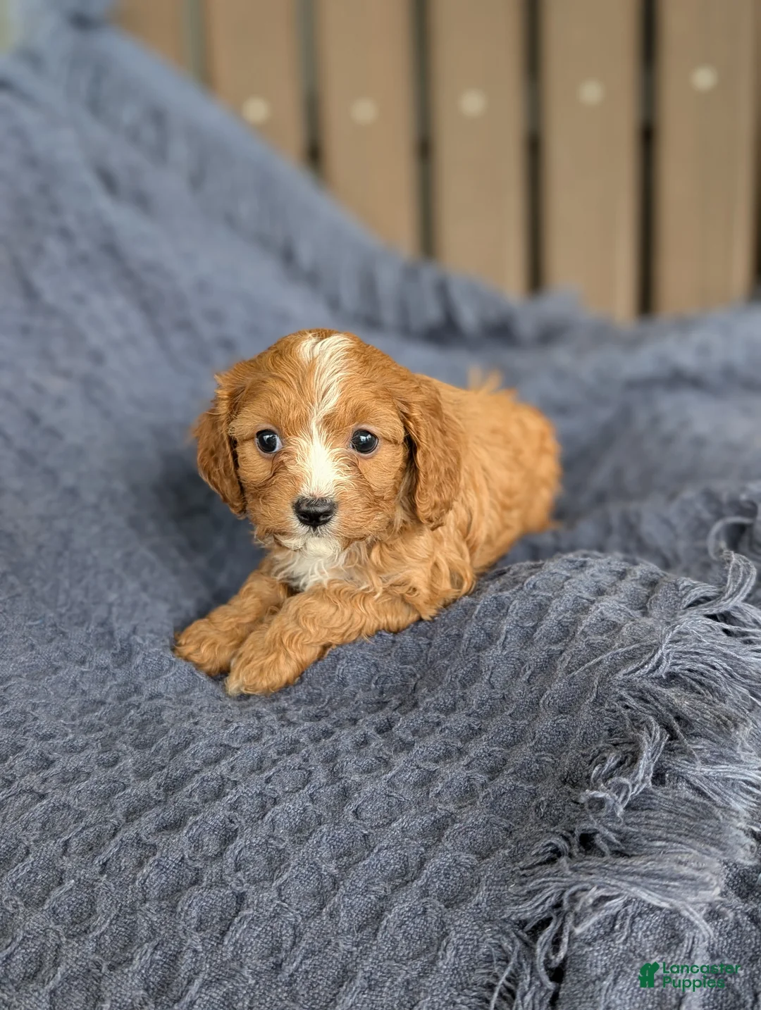 Cavapoo dogs for sale: Penelope  - Ad 2