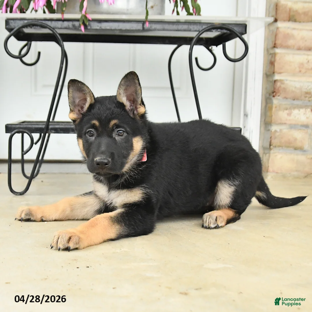 German Shepherd dogs for sale: Diamond - Ad 2