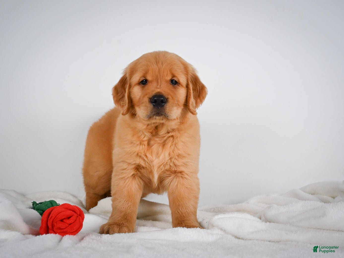 Golden Retriever dogs Rocky - Ad 2