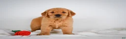 Golden Retriever dogs for sale: Rocky - Ad 2