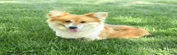Welsh Corgi Pembroke dogs for sale: Lacey - Ad 4