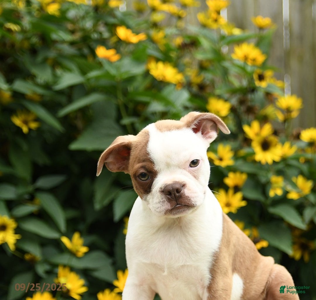 Boston Terrier dogs for sale: Mauve - Ad 4