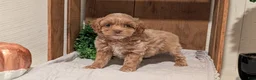 Cockapoo dogs for sale: Eden - Ad 7