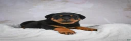 Rottweiler dogs for sale: Monarch - Ad 2