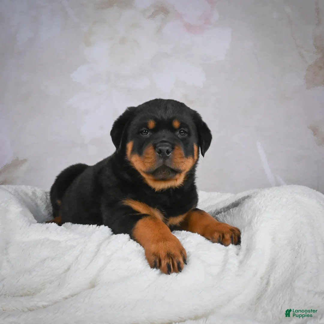 Rottweiler dogs for sale: Monarch - Ad 2