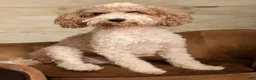 Mini Goldendoodle dogs for sale: Mini Goldendoodle 1 - Ad 4