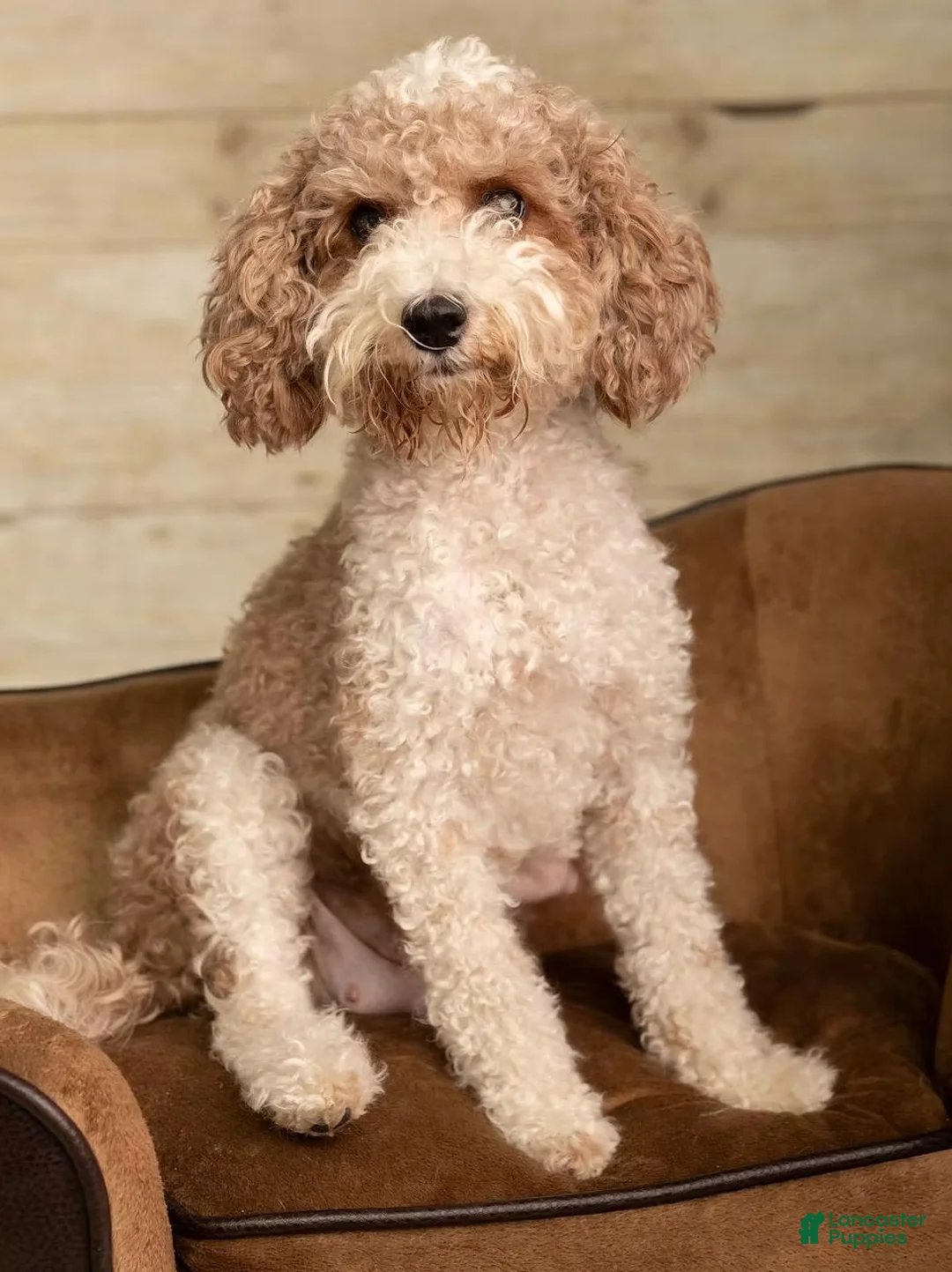 Mini Goldendoodle dogs for sale: Mini Goldendoodle 1 - Ad 4