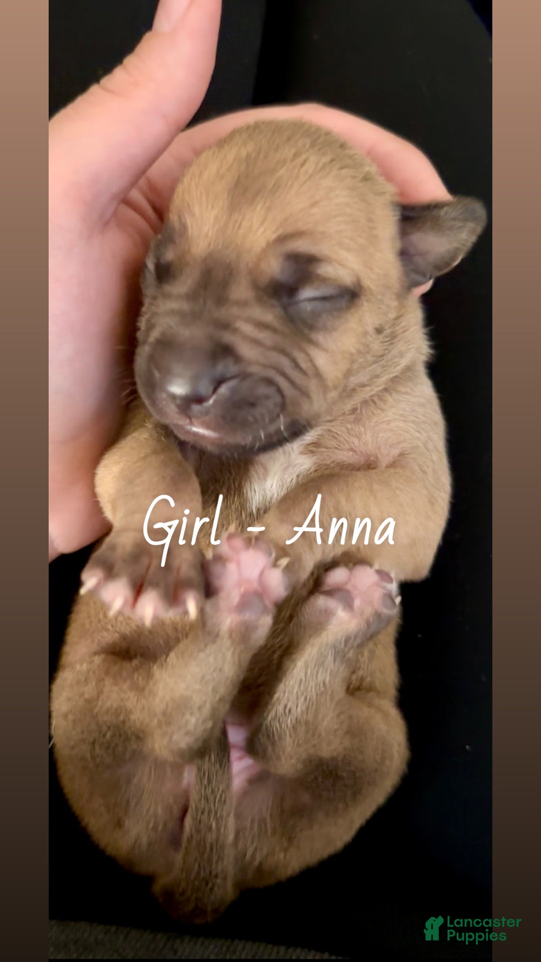 Mixed Breed dogs for sale: Anna - Ad 4