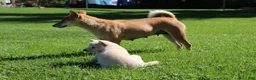 Shiba Inu dogs for sale: Teddy - Ad 7