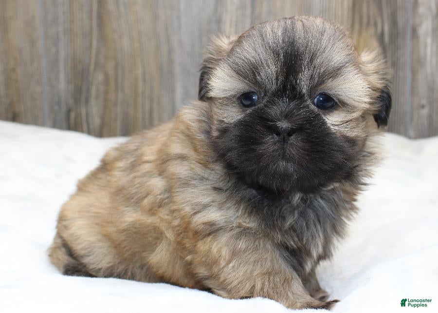 Shih Tzu dogs for sale: Bear - Ad 5