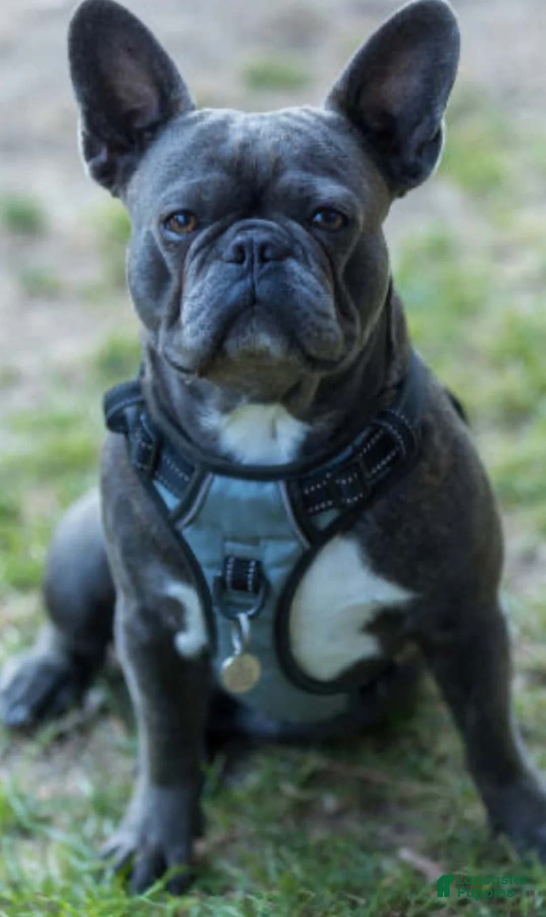 French Bulldog dogs for sale: Sweet blue  - Ad 1