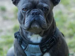 French Bulldog dogs Sweet blue - Ad 17