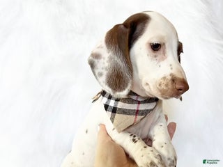 Miniature Dachshund dogs - Ad 4