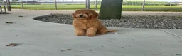 Mini Goldendoodle dogs for sale: Mindy Mini Goldendoodle  - Ad 8