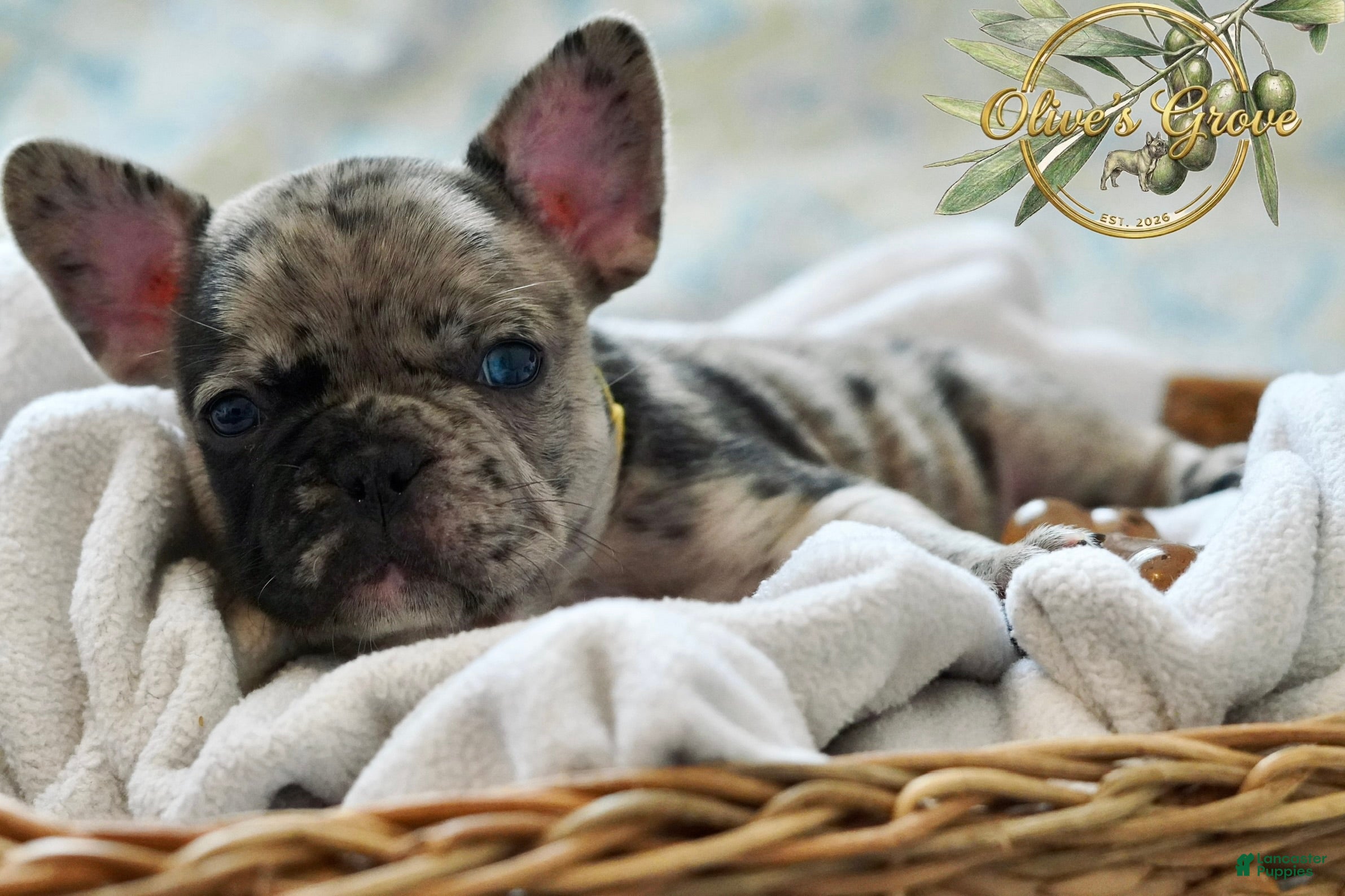 French Bulldog dogs  Patches - Ad 26