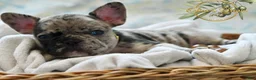 French Bulldog dogs for sale:  Patches - Ad 1