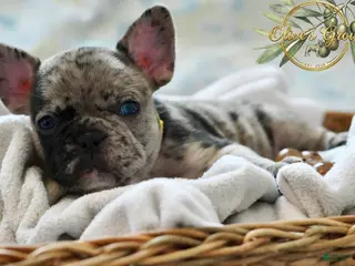 French Bulldog dogs Patches - Ad 26