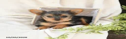 Yorkshire Terrier dogs for sale: Bella   - Ad 3