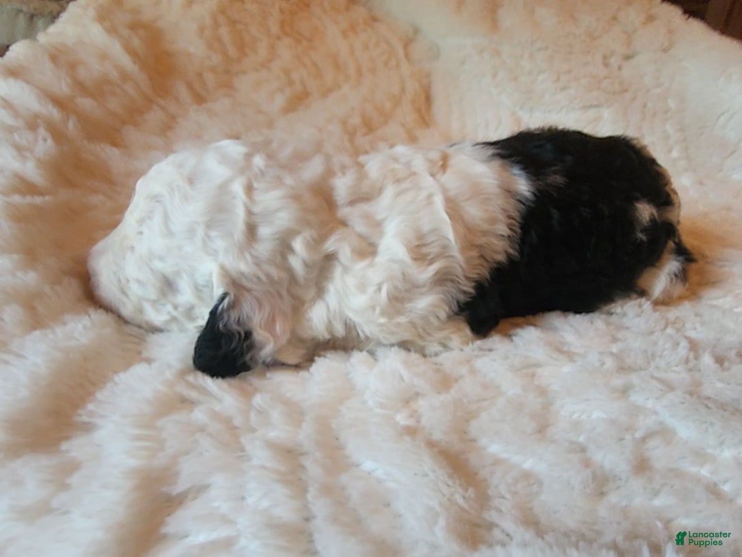 Mixed Breed dogs for sale: Marigold - Ad 3
