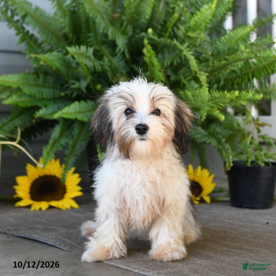 Mixed Breed dogs for sale: Jenny - Ad 1