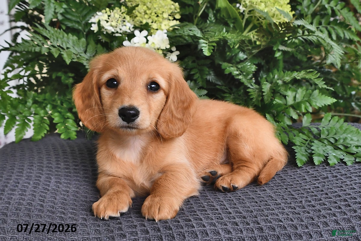 Miniature Dachshund dogs Minnie - Ad 2