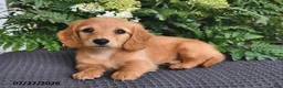 Miniature Dachshund dogs for sale: Minnie - Ad 2