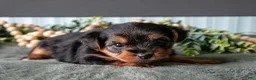 Yorkshire Terrier dogs for sale: Oakley - Ad 3