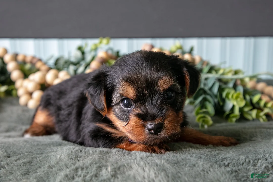 Yorkshire Terrier dogs for sale: Oakley - Ad 3