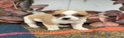 Chihuahua dogs for sale: Buddy - Ad 10