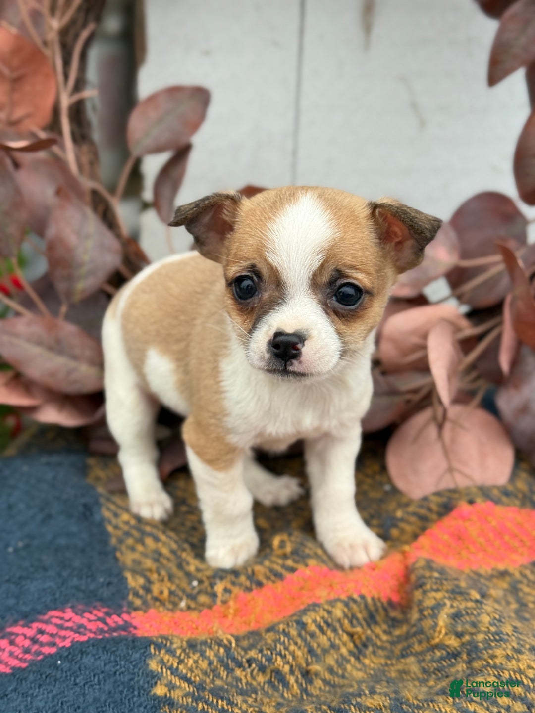 Chihuahua dogs for sale: Buddy - Ad 10