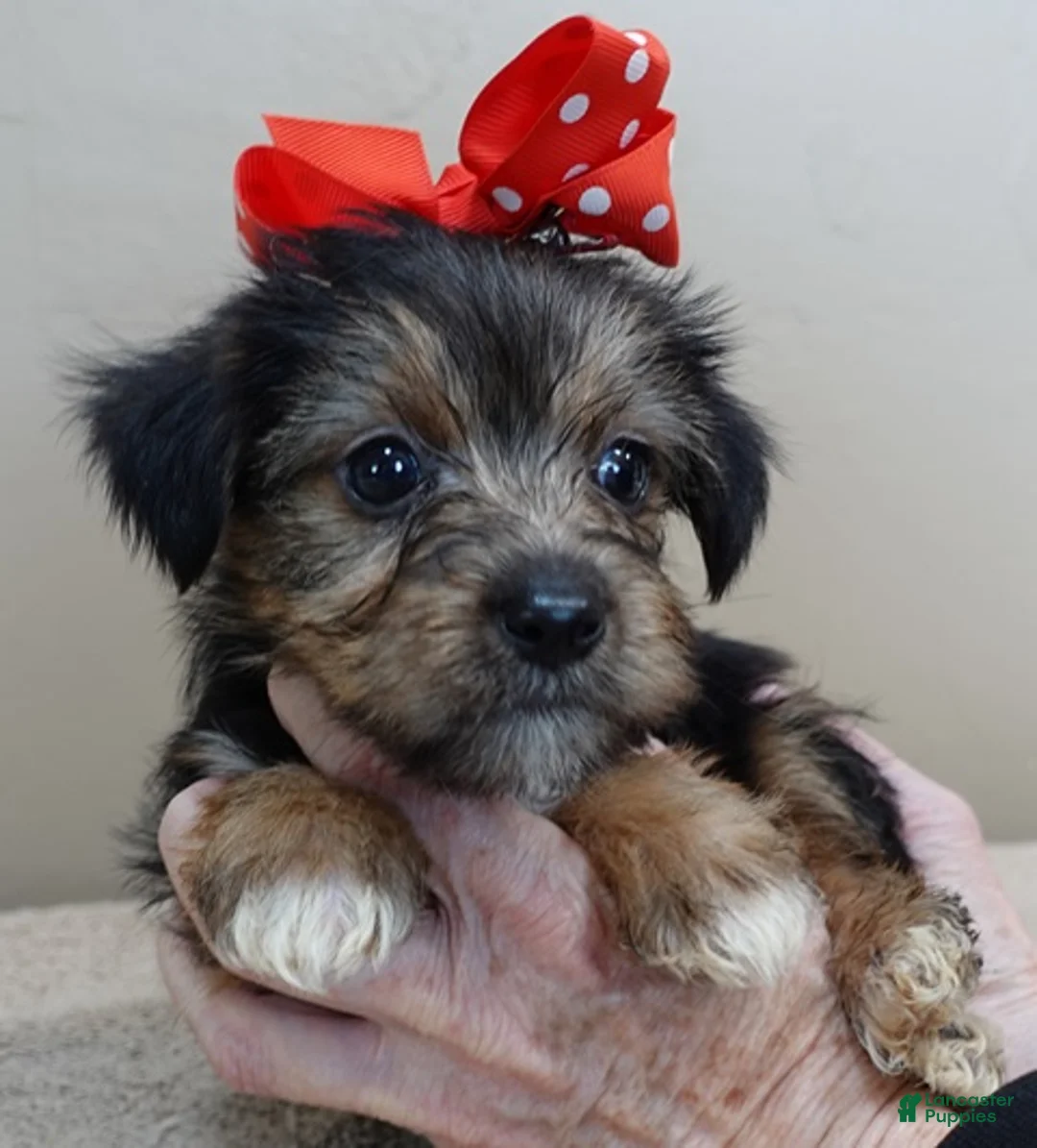 Yorkshire Terrier dogs for sale: Rio  - Ad 7