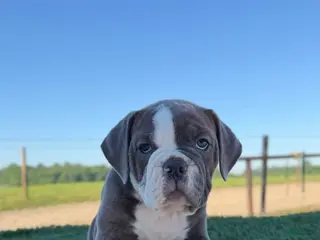 Olde English Bulldogge dogs for sale: Willow - Ad 3