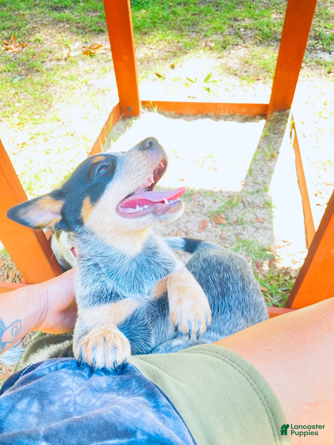 Australian Cattle Dog dogs for sale: Bella - Ad 1