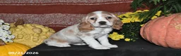 Cocker Spaniel dogs for sale: Polly - Ad 3