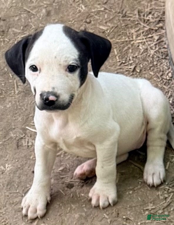 Mixed Breed dogs Smiley  - Ad 2