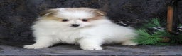Pomeranian dogs for sale: Pete - Ad 2