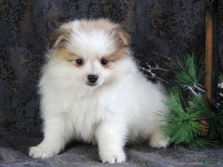 Pomeranian dogs Pete - Ad 42