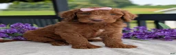 Goldendoodle dogs for sale: Miss Ellie - Ad 13
