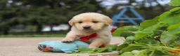 Golden Retriever dogs for sale: Buddy - Ad 7