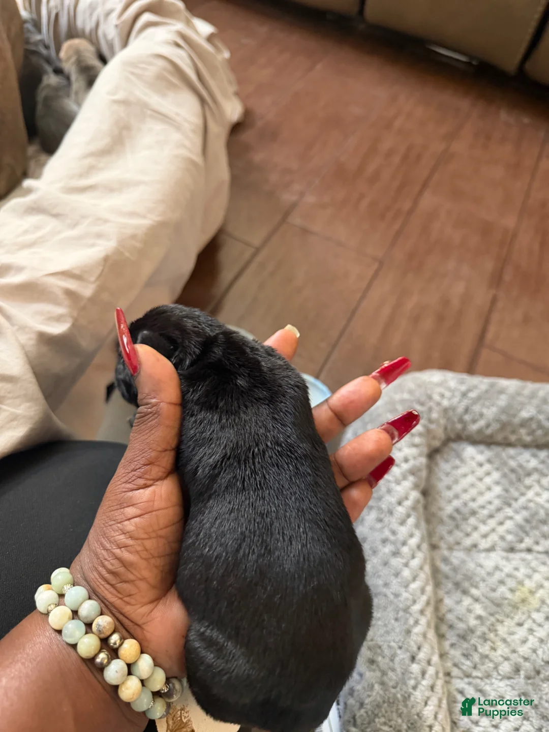 Cane Corso dogs for sale: Cane Corso Puppy 1 - Ad 2