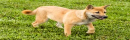 Shiba Inu dogs for sale: Jake - Ad 7