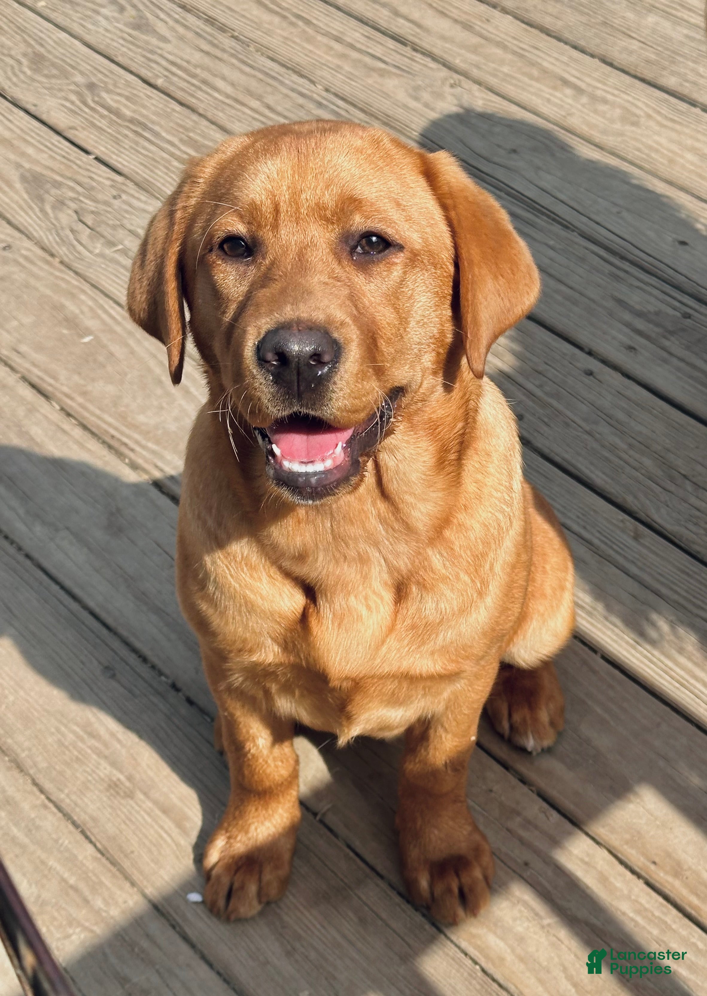 Labrador Retriever dogs Remi - Ad 1