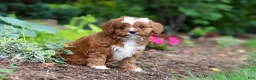 Cavapoo dogs for sale: Gracie - Ad 5