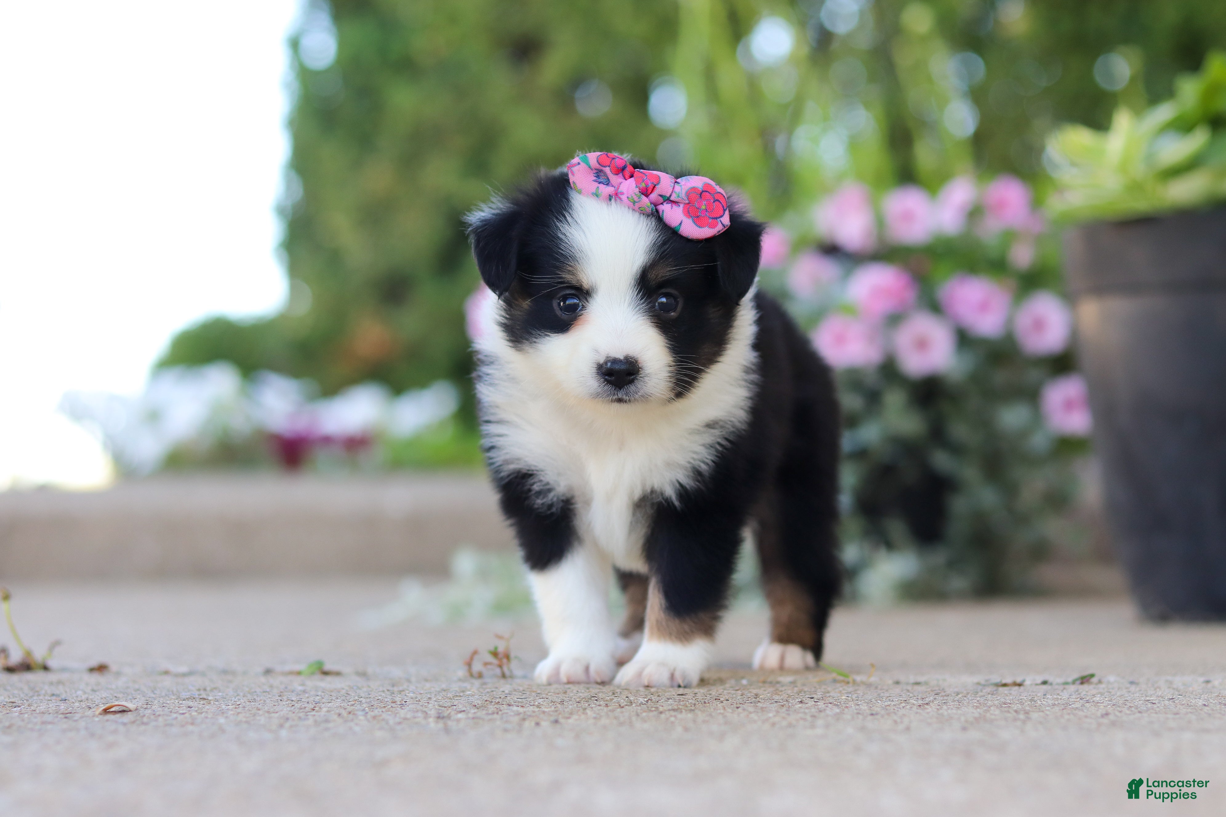 Toy Australian Shepherd dogs for sale: Rory - Ad 4