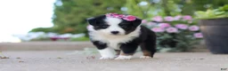 Toy Australian Shepherd dogs for sale: Rory - Ad 1