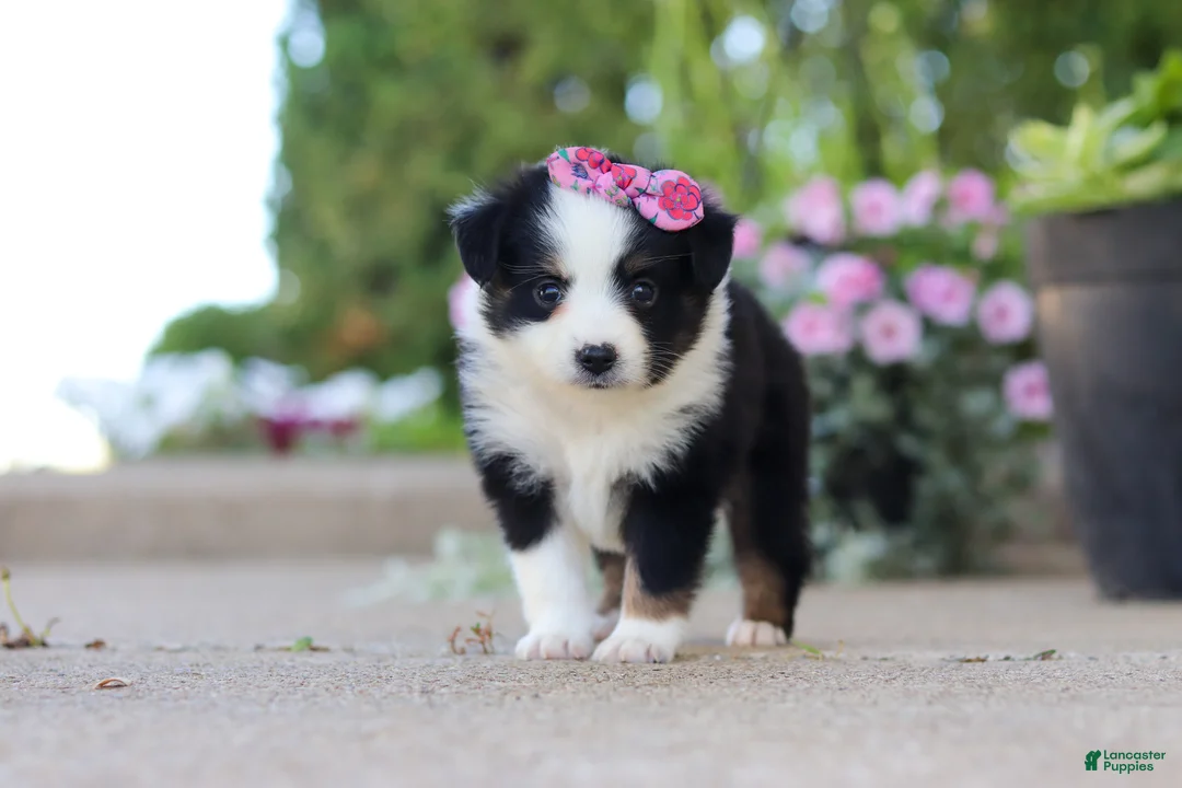 Toy Australian Shepherd dogs for sale: Rory - Ad 1