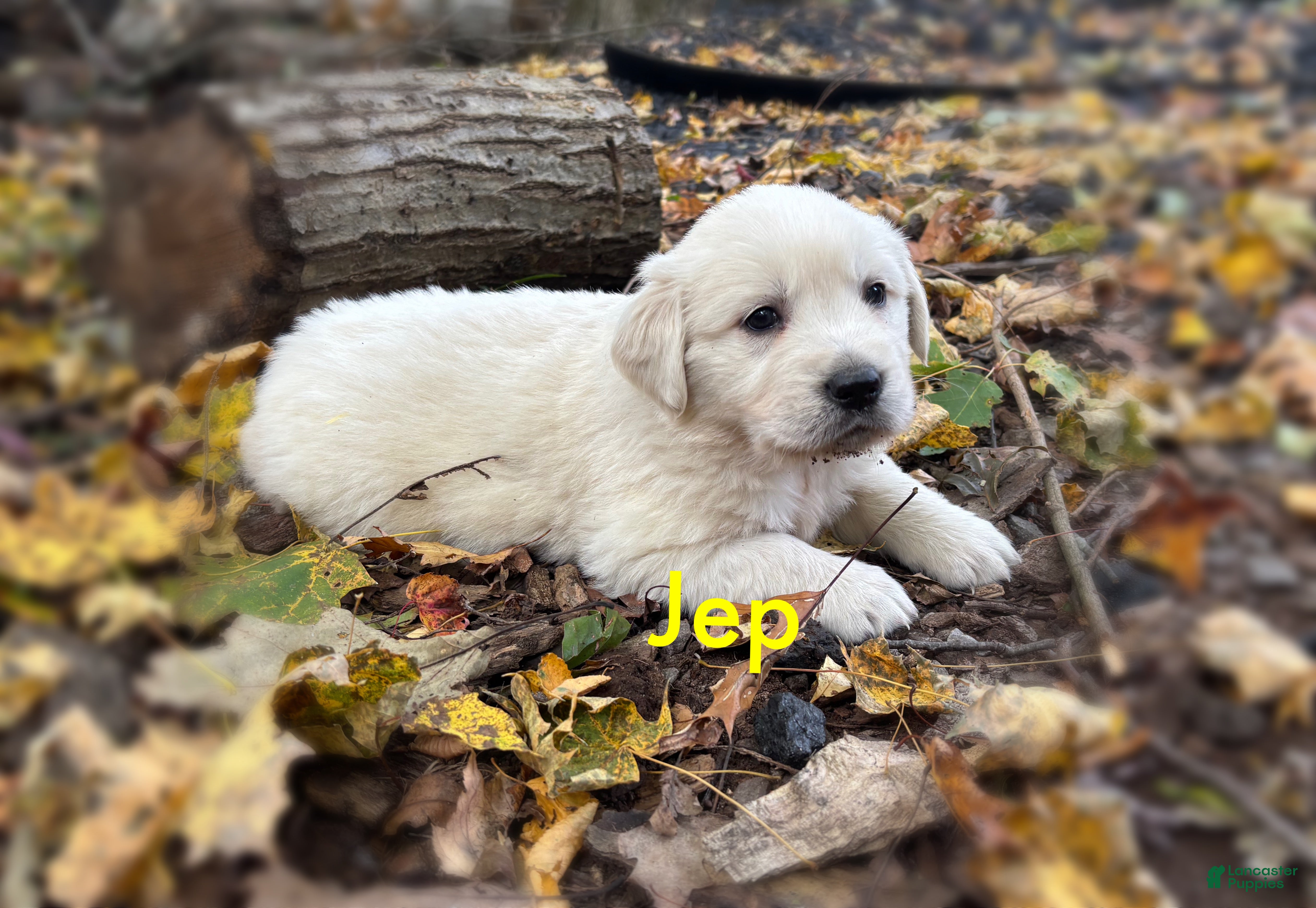 Golden Retriever dogs Jep - Ad 34